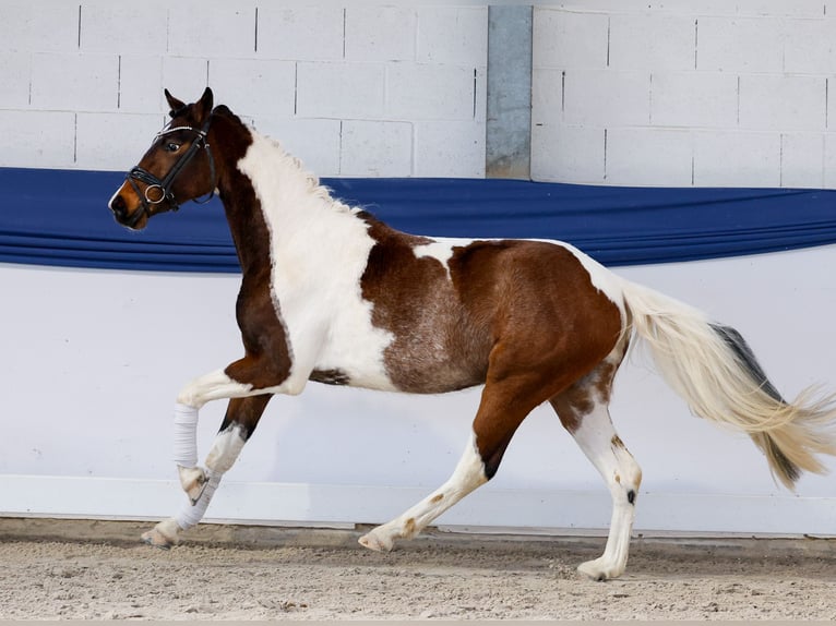 Duitse rijpony Ruin 3 Jaar 141 cm Gevlekt-paard in Marsberg