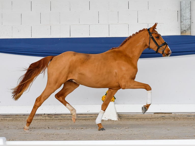 Duitse rijpony Ruin 3 Jaar 141 cm Vos in Marsberg