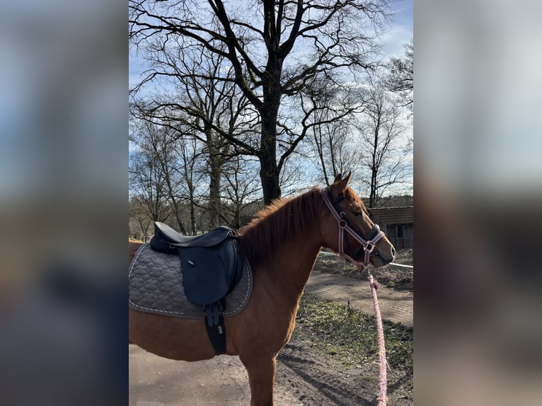 Duitse rijpony Ruin 3 Jaar 142 cm Red Dun in bergen