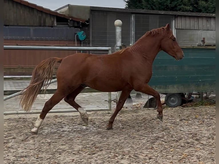 Duitse rijpony Ruin 3 Jaar 142 cm Vos in Nottuln
