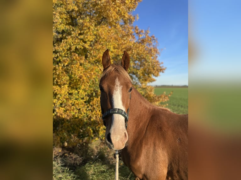 Duitse rijpony Ruin 3 Jaar 142 cm Vos in Gröbzig