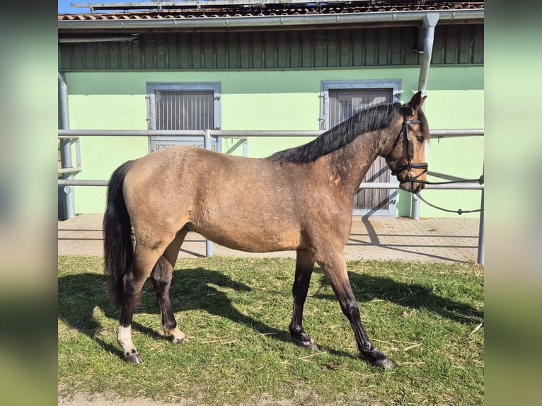 Duitse rijpony Ruin 3 Jaar 143 cm Buckskin in Perleberg OT Quitzow