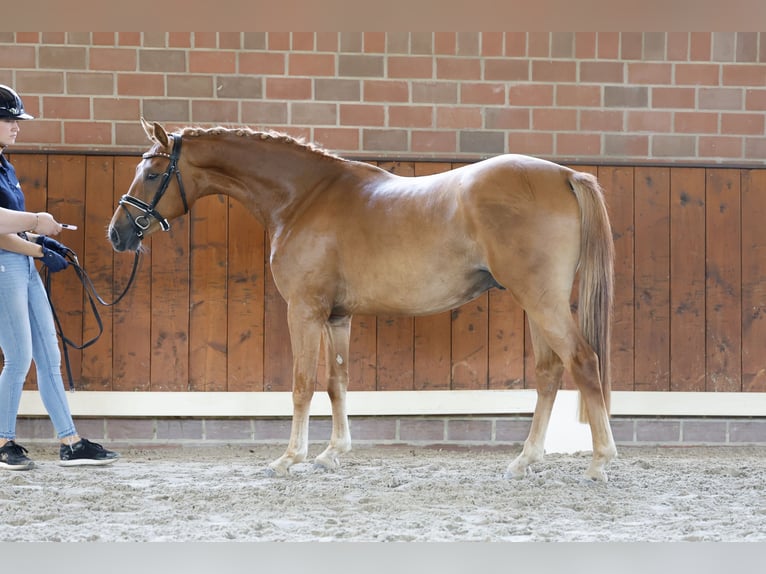 Duitse rijpony Ruin 3 Jaar 143 cm Falbe in Cappeln