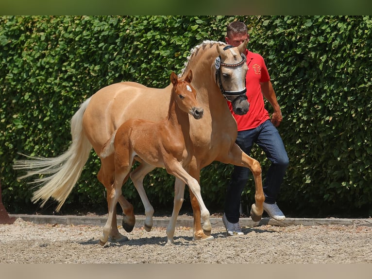 Duitse rijpony Ruin 3 Jaar 143 cm Falbe in Cappeln