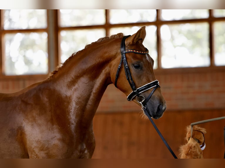 Duitse rijpony Ruin 3 Jaar 143 cm Falbe in Cappeln