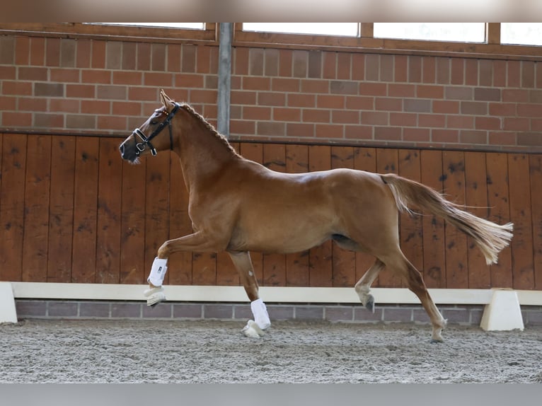 Duitse rijpony Ruin 3 Jaar 143 cm Falbe in Cappeln