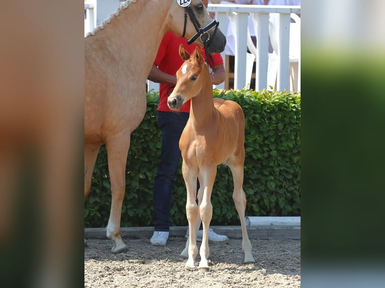 Duitse rijpony Ruin 3 Jaar 143 cm Falbe in Cappeln