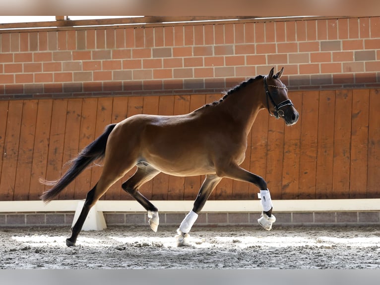 Duitse rijpony Ruin 3 Jaar 144 cm Bruin in Cappeln