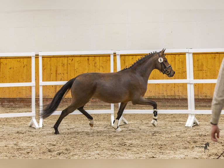 Duitse rijpony Ruin 3 Jaar 144 cm Bruin in Cappeln