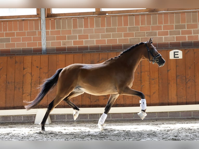 Duitse rijpony Ruin 3 Jaar 144 cm Bruin in Cappeln