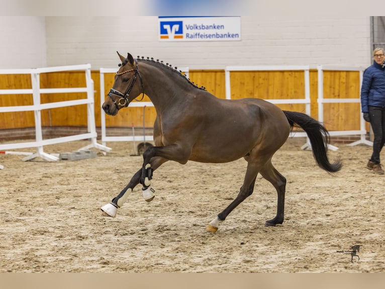 Duitse rijpony Ruin 3 Jaar 144 cm Bruin in Cappeln