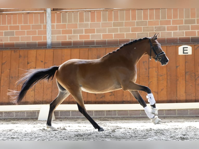 Duitse rijpony Ruin 3 Jaar 144 cm Bruin in Cappeln