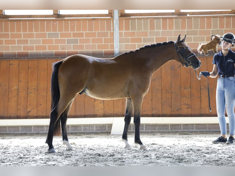 Duitse rijpony Ruin 3 Jaar 144 cm Bruin in Cappeln