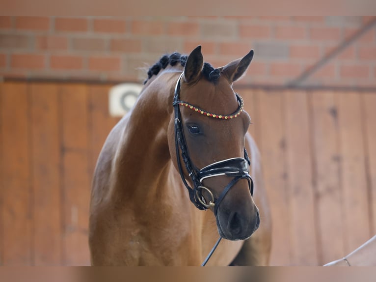 Duitse rijpony Ruin 3 Jaar 144 cm Bruin in Cappeln