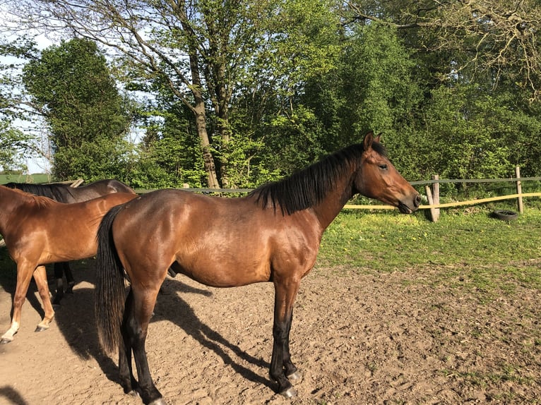 Duitse rijpony Ruin 3 Jaar 144 cm Bruin in Schulendorf