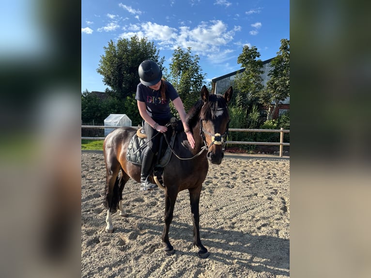 Duitse rijpony Ruin 3 Jaar 144 cm Bruin in Ahrenshöft