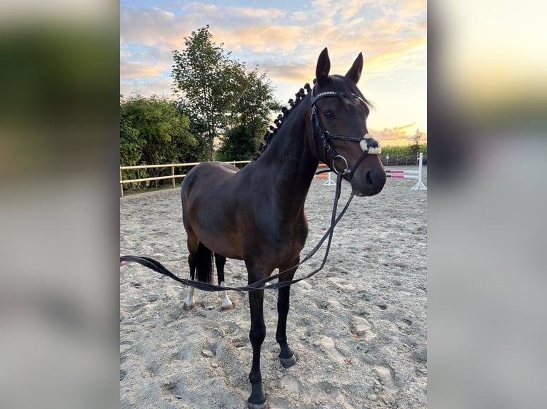Duitse rijpony Ruin 3 Jaar 144 cm Bruin in Ahrenshöft
