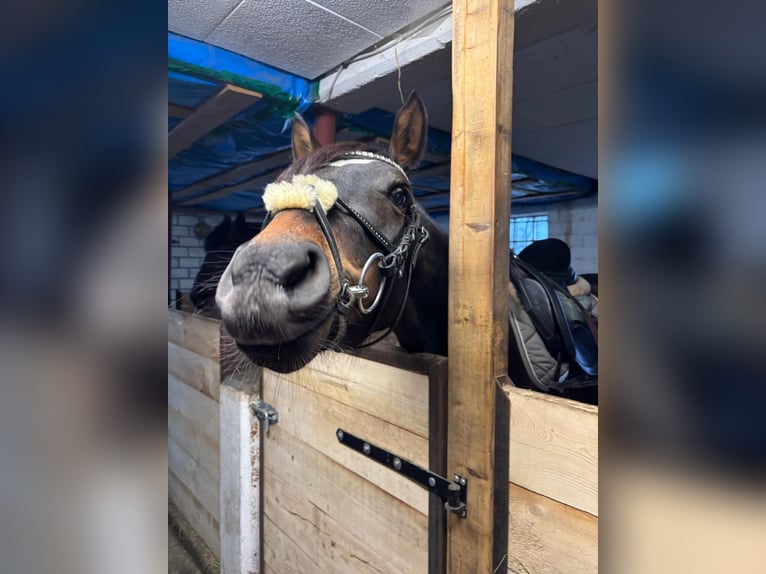 Duitse rijpony Ruin 3 Jaar 144 cm Bruin in Ahrenshöft