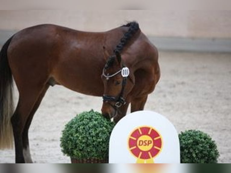 Duitse rijpony Ruin 3 Jaar 144 cm Bruin in Goldau