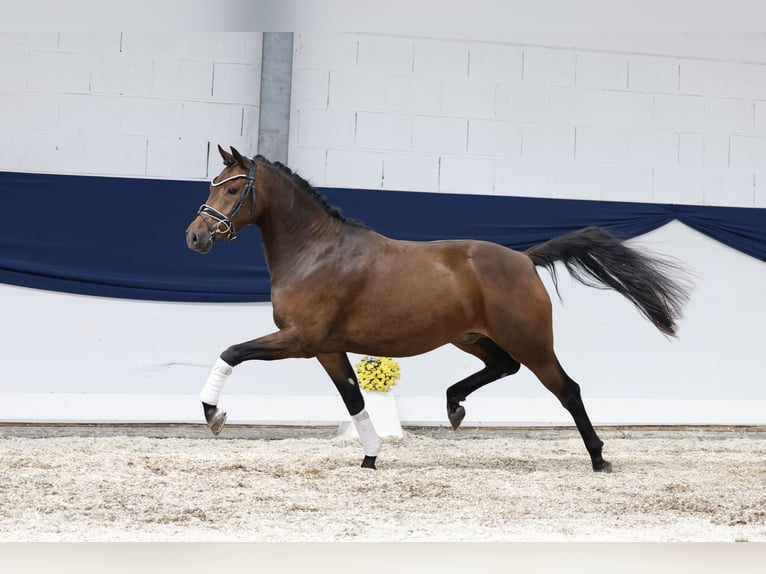 Duitse rijpony Ruin 3 Jaar 144 cm Bruin in Marsberg
