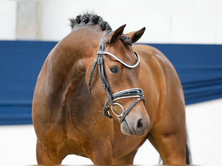 Duitse rijpony Ruin 3 Jaar 144 cm Bruin in Marsberg