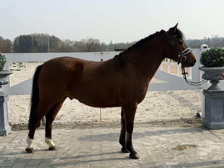 Duitse rijpony Mix Ruin 3 Jaar 144 cm Bruin in Riedlingen