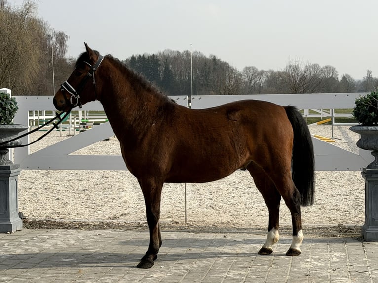 Duitse rijpony Mix Ruin 3 Jaar 144 cm Bruin in Riedlingen