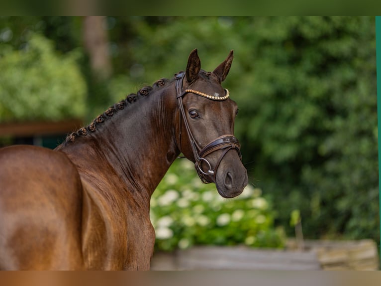 Duitse rijpony Ruin 3 Jaar 144 cm Buckskin in Stuhr