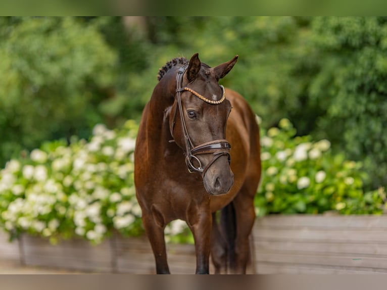 Duitse rijpony Ruin 3 Jaar 144 cm Buckskin in Stuhr