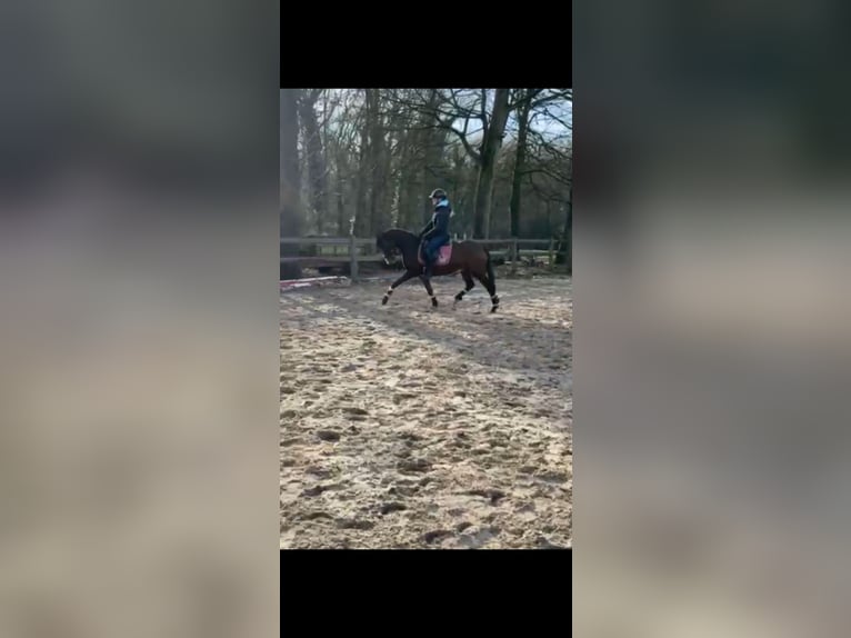 Duitse rijpony Ruin 3 Jaar 144 cm Donkerbruin in Nordhorn