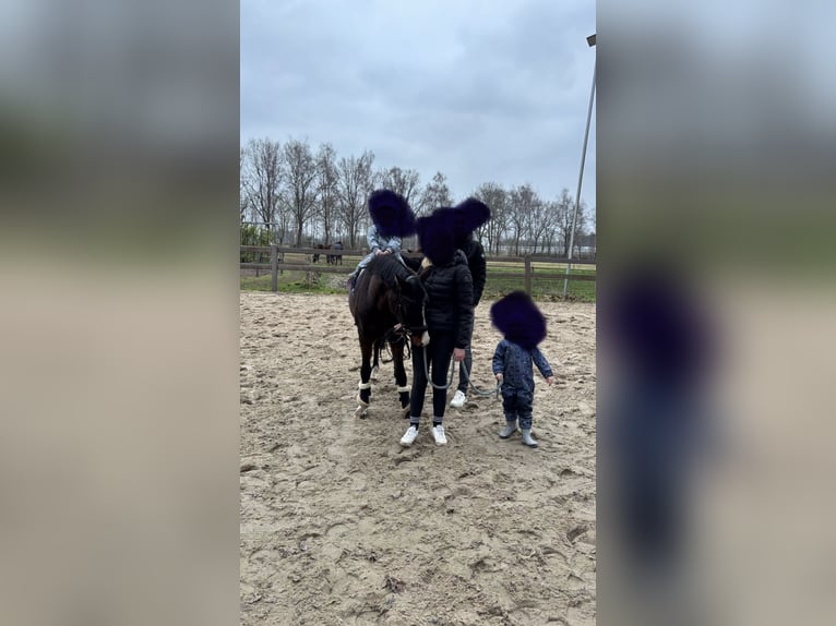 Duitse rijpony Ruin 3 Jaar 144 cm Donkerbruin in Nordhorn