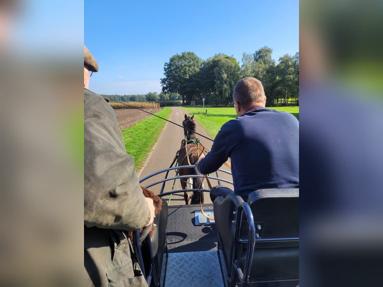 Duitse rijpony Ruin 3 Jaar 144 cm Gevlekt-paard in Rheine