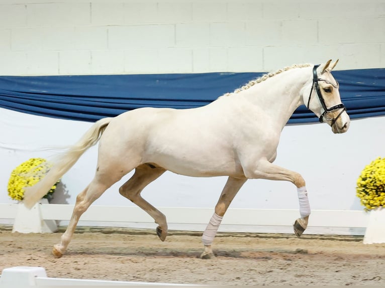Duitse rijpony Ruin 3 Jaar 144 cm Palomino in Marsberg