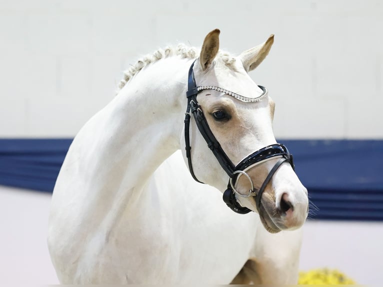 Duitse rijpony Ruin 3 Jaar 144 cm Palomino in Marsberg