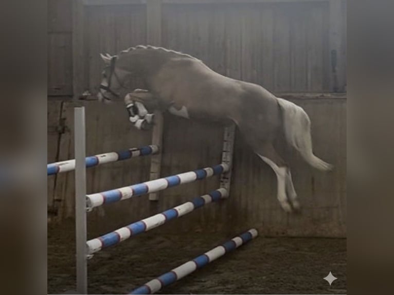 Duitse rijpony Ruin 3 Jaar 144 cm Palomino in Ubstadt-Weiher