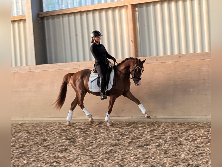 Duitse rijpony Ruin 3 Jaar 144 cm Vos in Plech