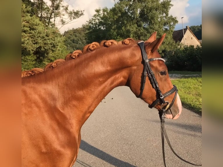 Duitse rijpony Ruin 3 Jaar 144 cm Vos in Plech