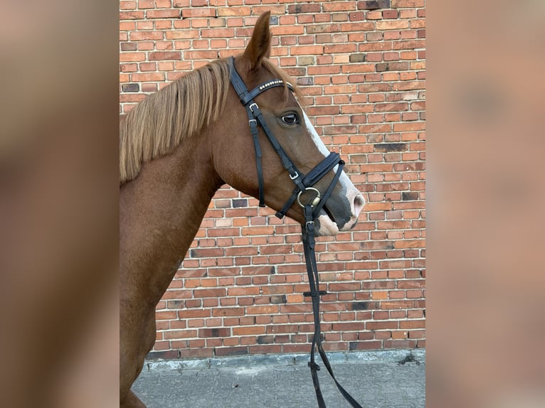Duitse rijpony Ruin 3 Jaar 144 cm Vos in Rietberg