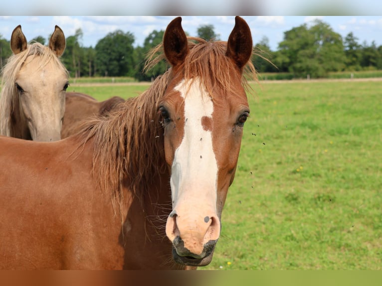 Duitse rijpony Mix Ruin 3 Jaar 144 cm Vos in Mudau