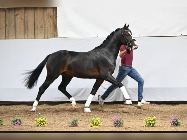 Duitse rijpony Ruin 3 Jaar 144 cm Zwartbruin in Lindau (Bodensee)