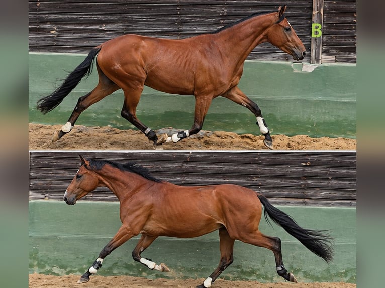 Duitse rijpony Ruin 3 Jaar 145 cm Bruin in Reiskirchen