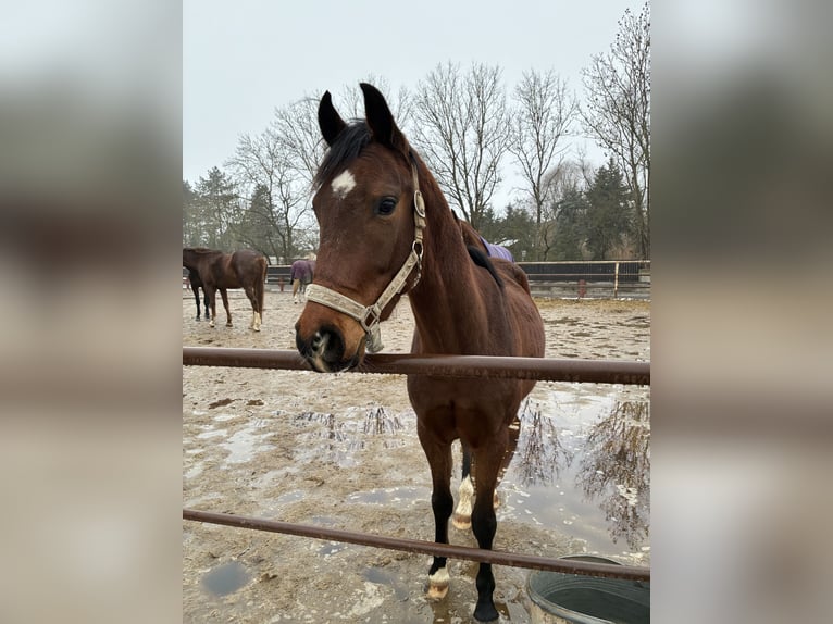 Duitse rijpony Ruin 3 Jaar 145 cm Bruin in Bernburg