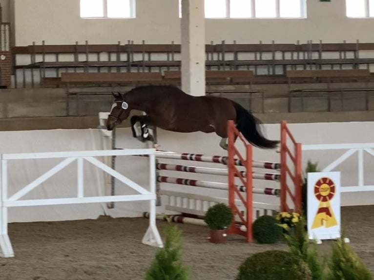 Duitse rijpony Ruin 3 Jaar 145 cm Bruin in Neuferchau