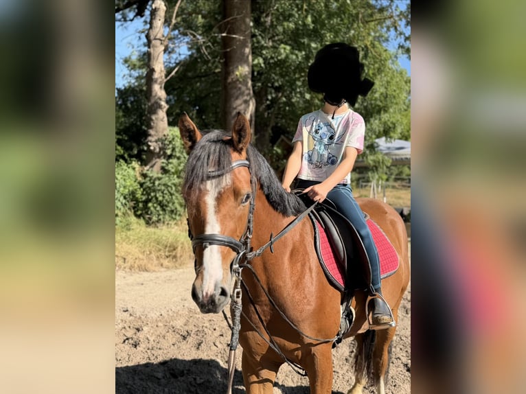 Duitse rijpony Ruin 3 Jaar 145 cm Bruin in Nordhausen