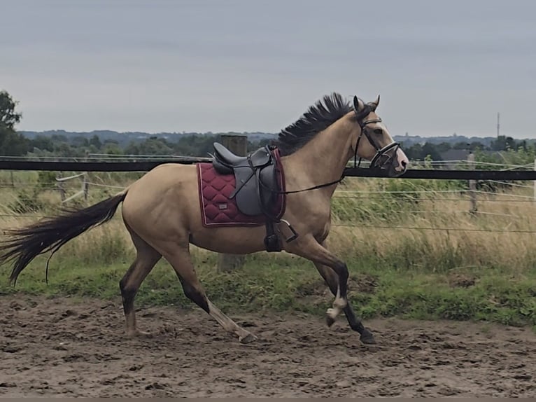 Duitse rijpony Ruin 3 Jaar 145 cm Buckskin in M&#xFC;lheim