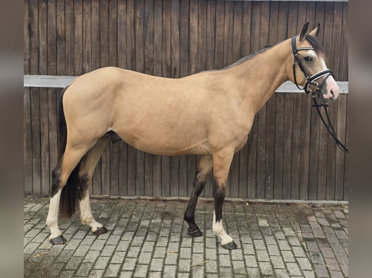 Duitse rijpony Ruin 3 Jaar 145 cm Buckskin in M&#xFC;lheim