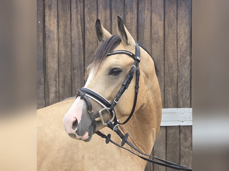 Duitse rijpony Ruin 3 Jaar 145 cm Buckskin in M&#xFC;lheim