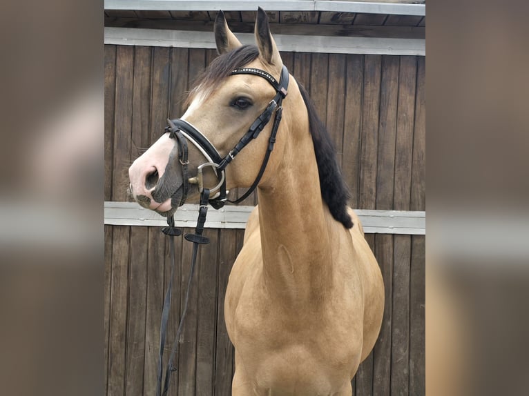 Duitse rijpony Ruin 3 Jaar 145 cm Buckskin in M&#xFC;lheim