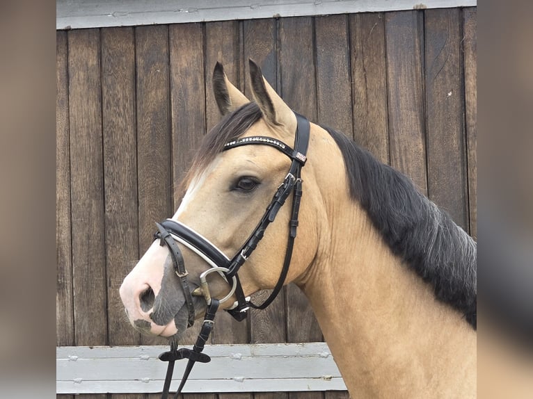 Duitse rijpony Ruin 3 Jaar 145 cm Buckskin in M&#xFC;lheim