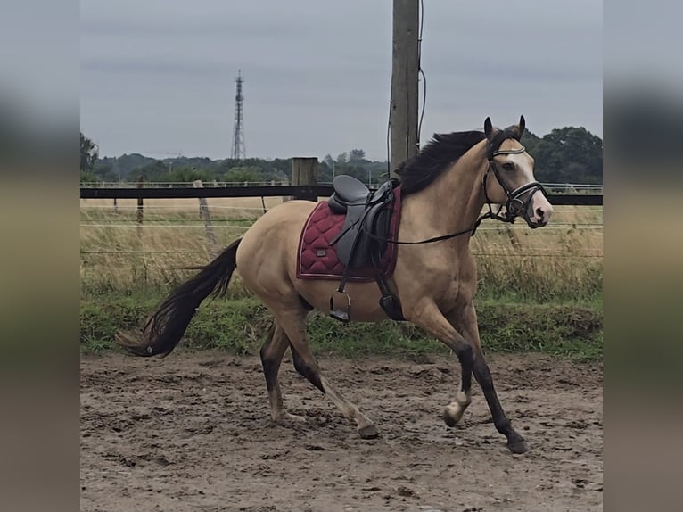 Duitse rijpony Ruin 3 Jaar 145 cm Buckskin in M&#xFC;lheim